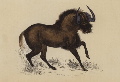Gnu (litografia a colori) da English School