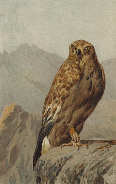 Aquila reale da English School