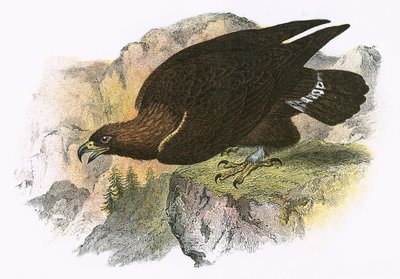 Aquila reale da English School