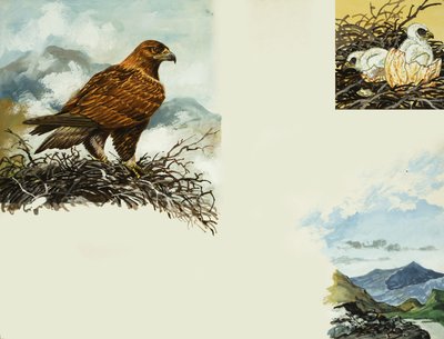 Aquila Reale da English School
