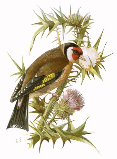 Cardellino da English School