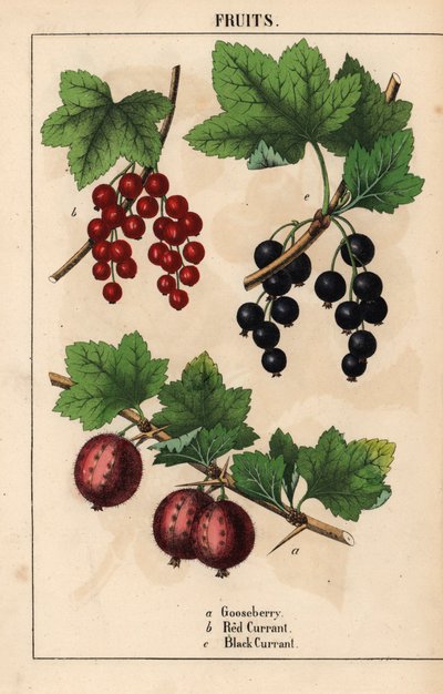 Uva spina, ribes rosso e ribes nero, da 