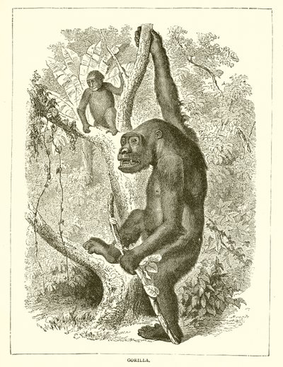 Gorilla da English School