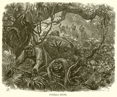 Caccia al gorilla da English School