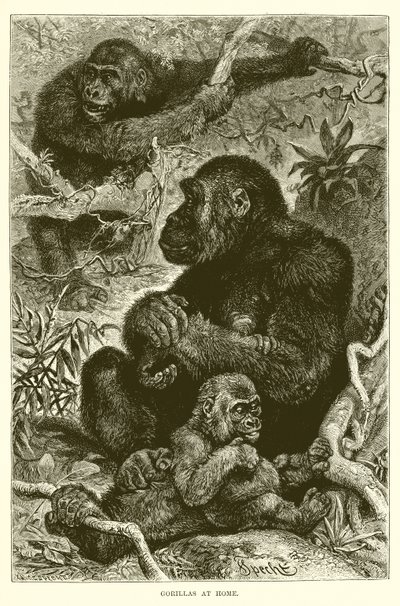 Gorilla a casa da English School