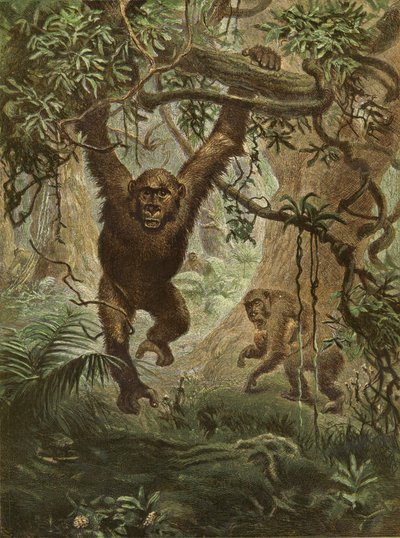 Gorilla a casa da English School