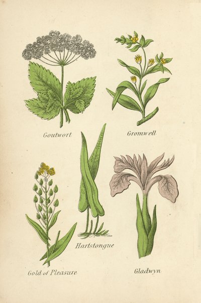 Erba di San Pietro, Gromwell, Lingua di cervo, Oro di piacere, Giaggiolo da English School