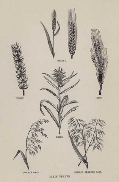 Piante di grano da English School