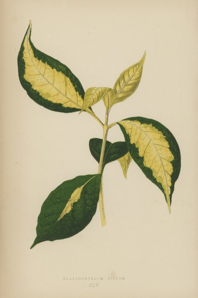 Graptophyllum Pictum da English School