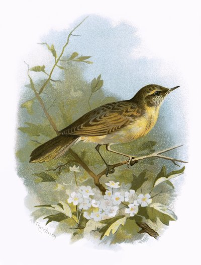 Locustella luscinioides da English School