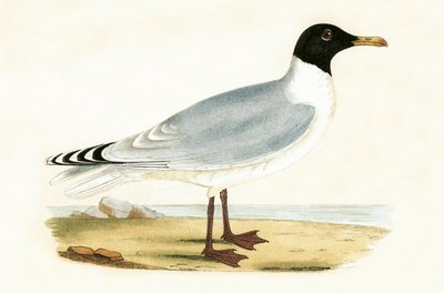 Grande gabbiano testanera, illustrazione da 