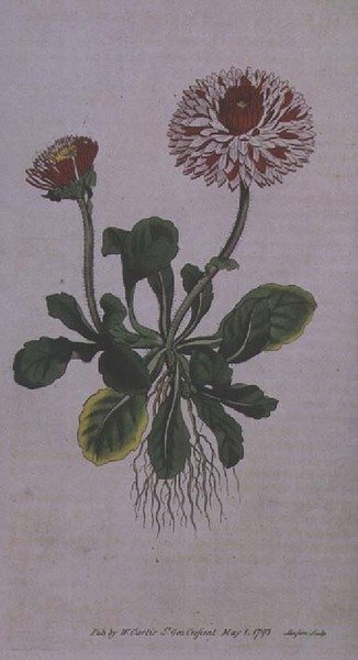 Grande Margherita Doppia (Bellis perennis var. major flore pleno), tavola 228 da 