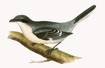 Averla maggiore, illustrazione da 