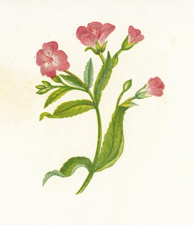 Epilobium Hirsutum da English School
