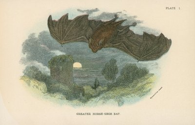Pipistrello ferro di cavallo maggiore da English School