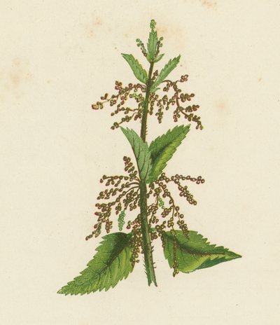 Ortica verde, Urtica Dioica da English School