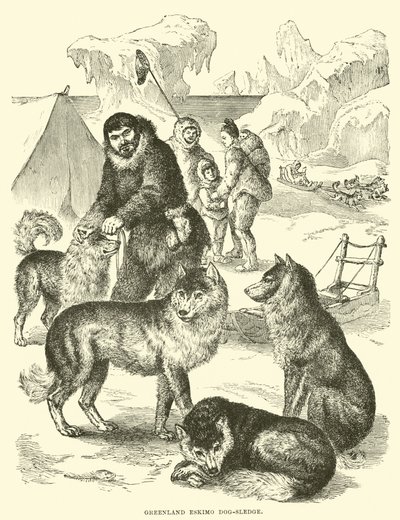Slitta trainata da cani eschimesi groenlandesi da English School