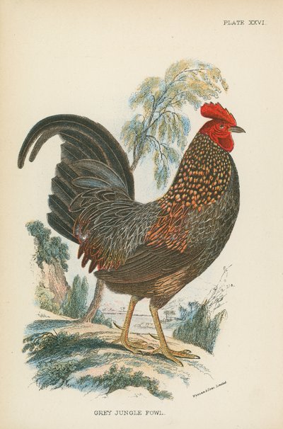 Gallina giungla grigia da English School