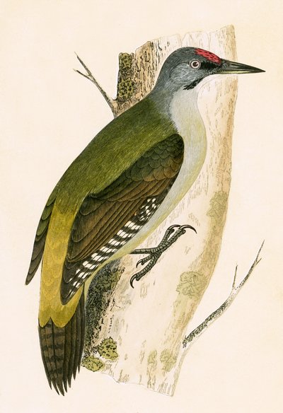 Picchio grigio, illustrazione da 