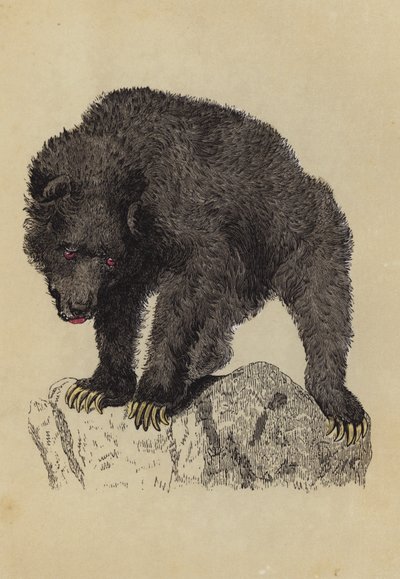 Orso Grizzly da English School