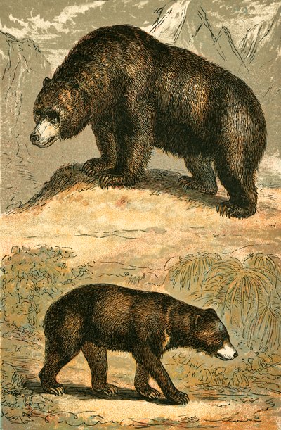 Orso Grizzly e Orso Malese da English School