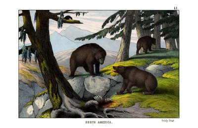 Orso grizzly da English School