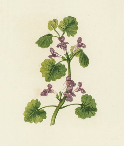 Edera terrestre, Glechoma Hederacea da English School
