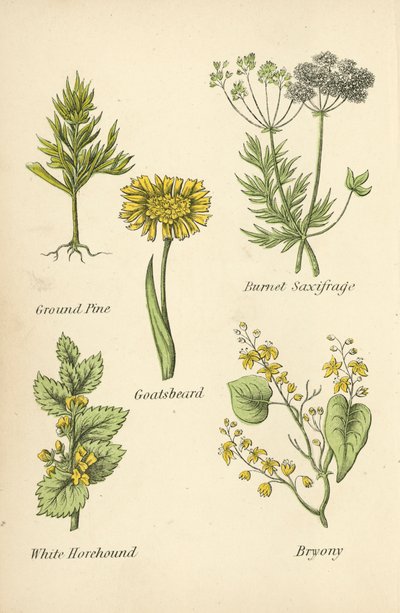 Pino di terra, Sassifraga bruciata, Barba di capra, Marrubio bianco, Bryonia da English School