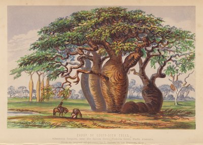 Gruppo di alberi Couty Stem, Australia da English School