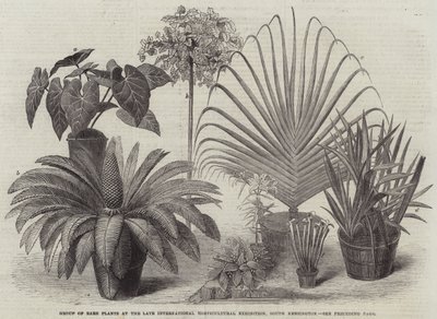 Gruppo di piante rare alla recente Esposizione Internazionale di Orticoltura, South Kensington (incisione) da English School