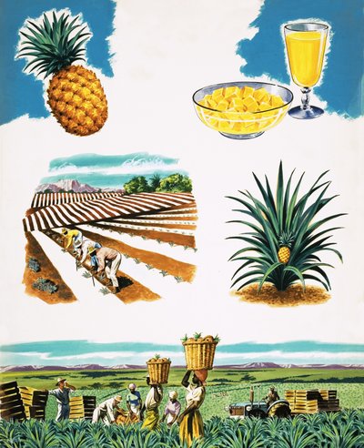 Coltivazione di ananas da English School