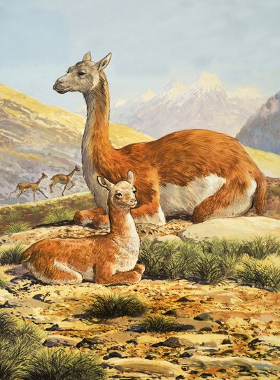 Guanachi da English School