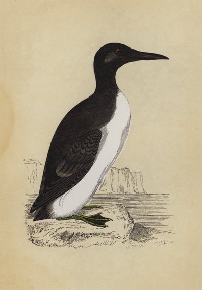 Guillemot da English School