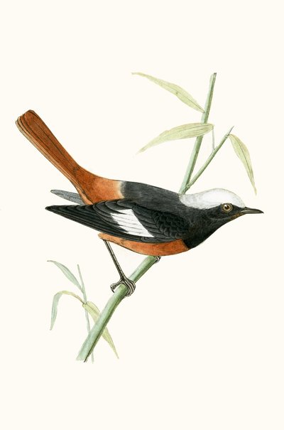 Redstart di Guldenstadt, illustrazione da 