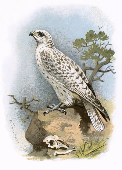 Falco gyr da English School
