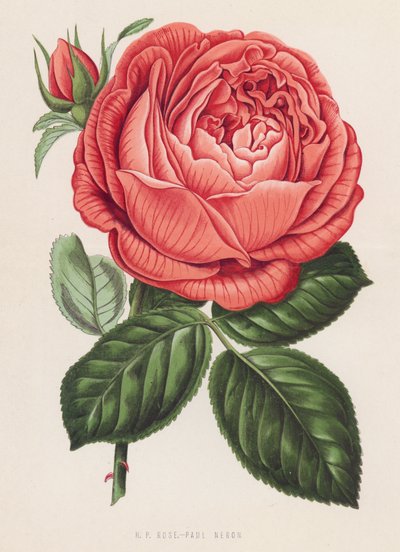 H P Rose, Paul Neron da English School
