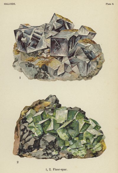 Aloidi, fluorite (litografia a colori) da English School