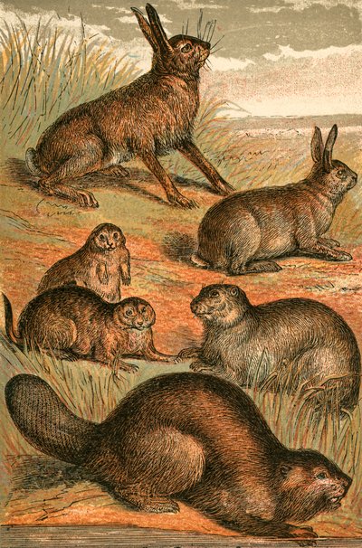 Lepre, cani della prateria, coniglio, marmotta e castoro da English School