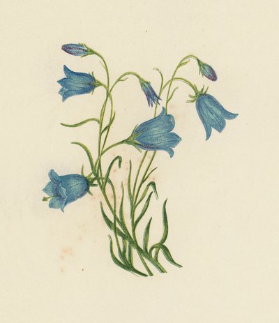 Campanula rotundifolia da English School