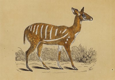 Antilope Imbrigliata da English School