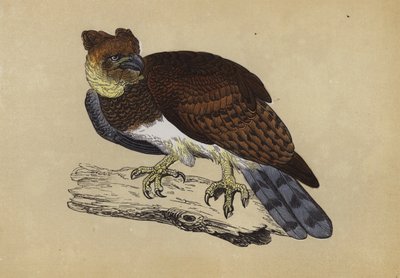Aquila arpia da English School