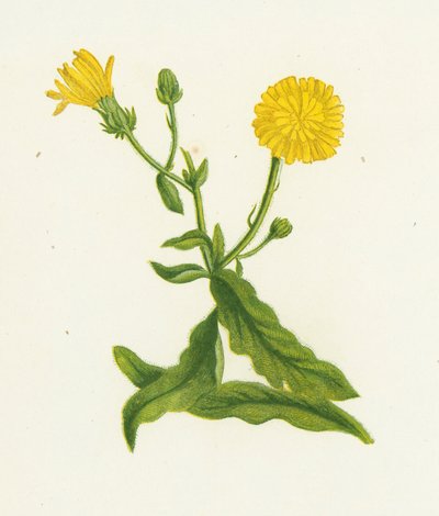 Picris Hieracioides da English School
