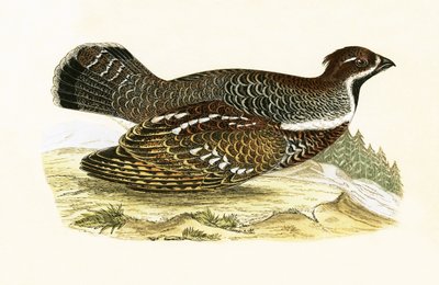 Francolino di monte, illustrazione da 