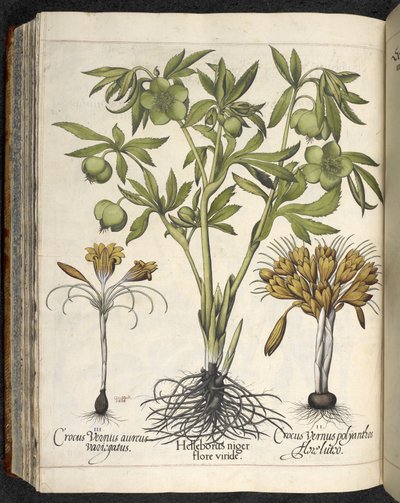 Helleborus Niger (elleboro nero) da 
