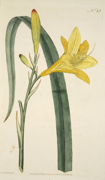 Hemerocallis Flava (Giglio giallo), da The Botanical Magazine or Flower Garden Displayed, pub. 1796 (incisione colorata a mano) da English School