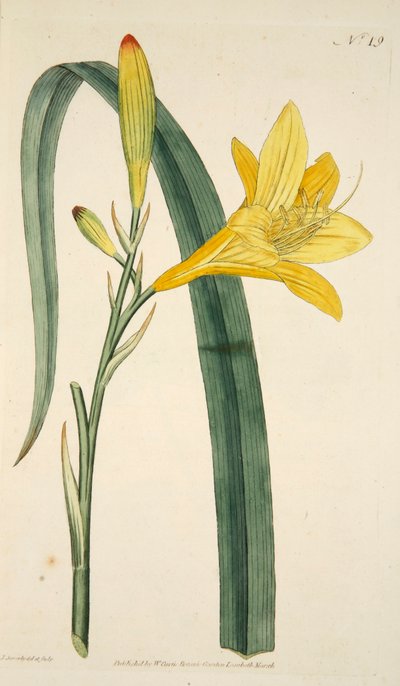 Hemerocallis Flava Giglio Giallo, pub. 1796 incisione colorata a mano da English School