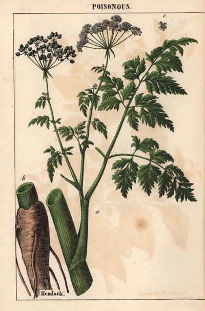 Cicuta o Conium maculatum, da 