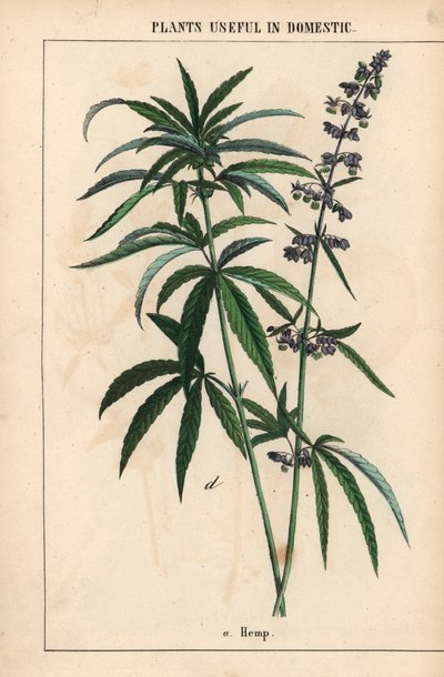 Canapa con fiori blu, da 