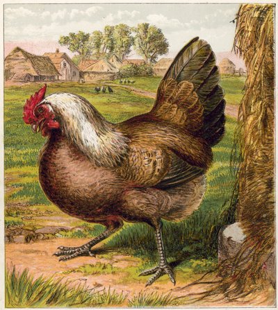 Gallina da English School