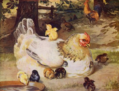 Gallina e pulcini da English School